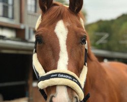 dressage horse Whinny 25 (Rhinelander, 2008, from Welton)