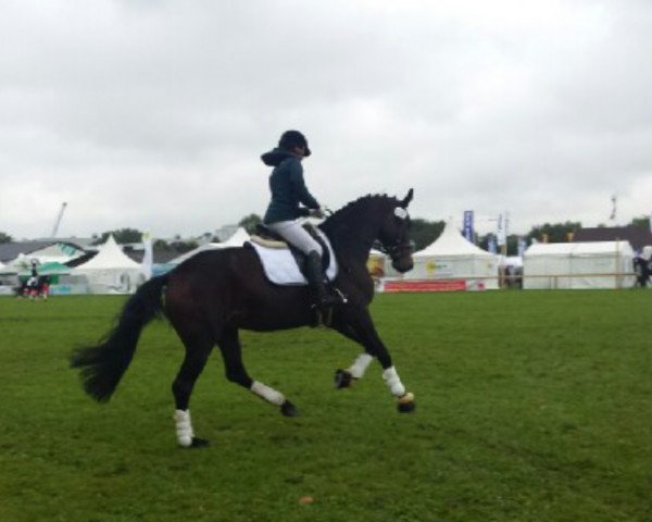 jumper Fayola 8 (Holsteiner, 2013, from Centurion)