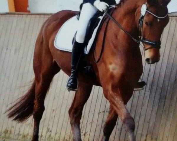 dressage horse William Shakespeare 5 (Hanoverian, 2009, from Wolkenstein II) dressage horse William Shakespeare 5 (Hanoverian, 2009, from Wolkenstein II)