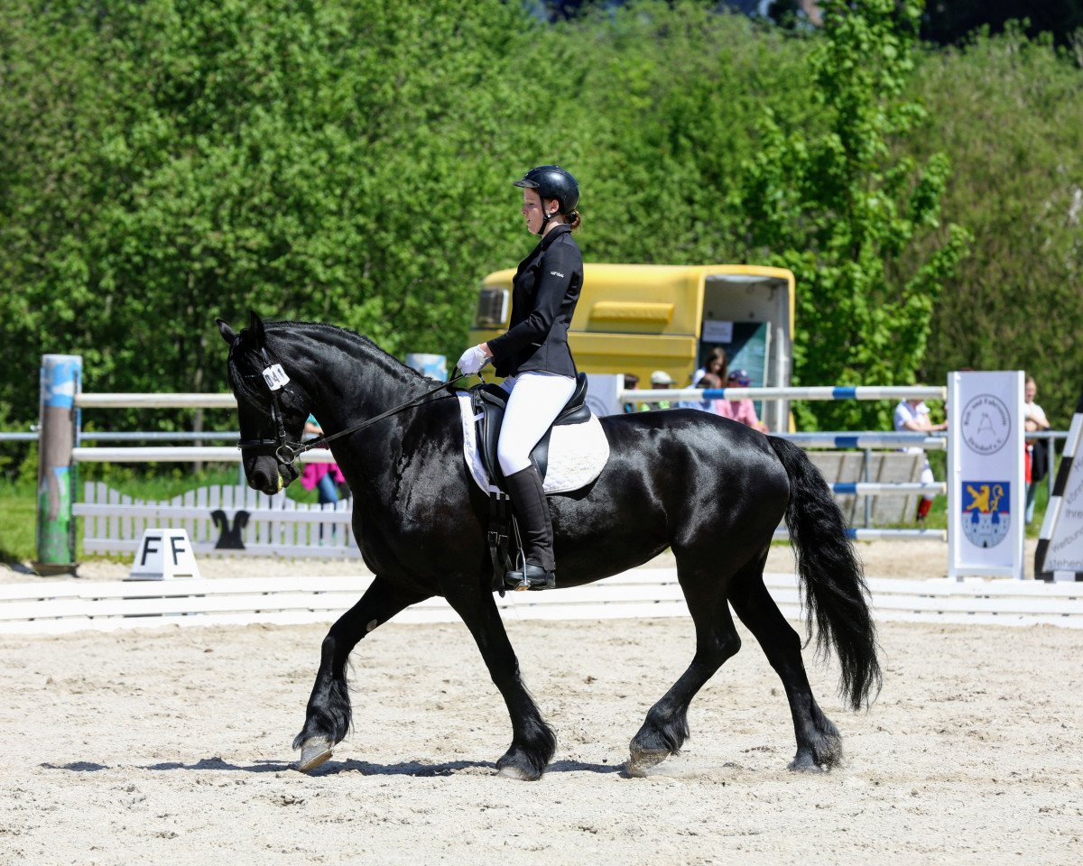 dressage horse Nele 177 (Friese, 2011, from Victor B.)