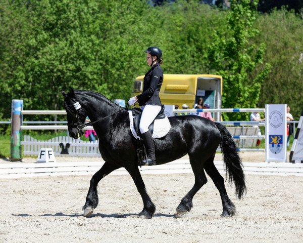 dressage horse Nele 177 (Friese, 2011, from Victor B.)