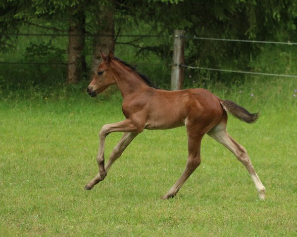 horse Vino Veritas M (German Sport Horse, 2021, from Vidar)