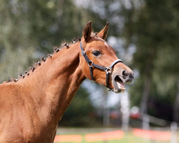 Pferd Cup&Cino PB (Deutsches Reitpony, 2017, von Koetsiershoeve Cream on Top)