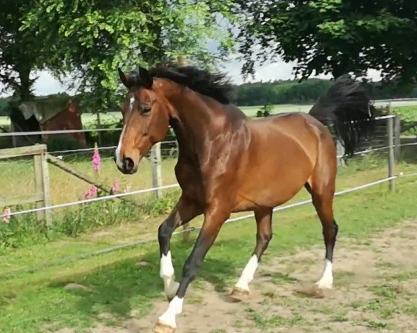 broodmare Wolkenrose (Oldenburg, 2004, from Wolkentanz I)