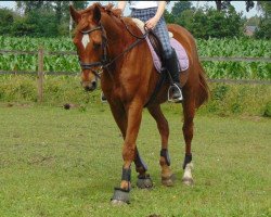 broodmare Bolivia (Hanoverian, 1998, from Brentano II)