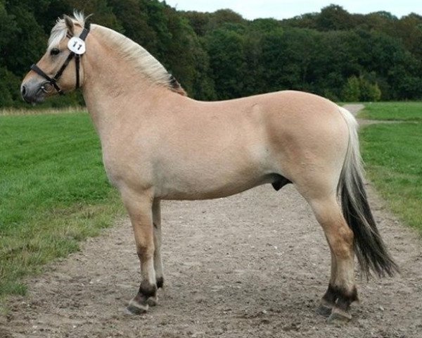 stallion Neptun Skovå (Fjord Horse, 2007, from Kastanjegårdens Charli)