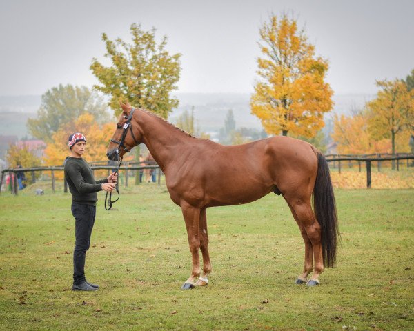 stallion Fons et Origo (Hungarian Warmblood, 2013, from For Feeling) stallion Fons et Origo (Hungarian Warmblood, 2013, from For Feeling)