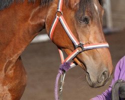 Springpferd Aleister T (Westfale, 2015, von A La Carte NRW)