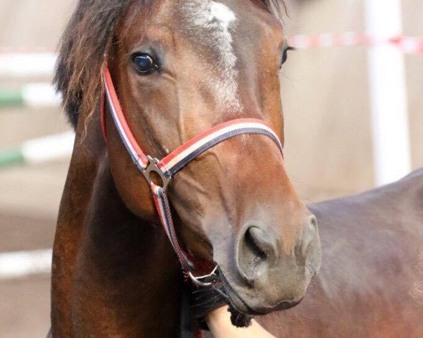 horse A Priori T (Westphalian, 2015, from A La Carte NRW)