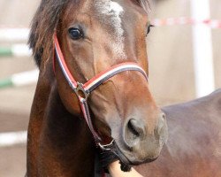 horse A Priori T (Westphalian, 2015, from A La Carte NRW)