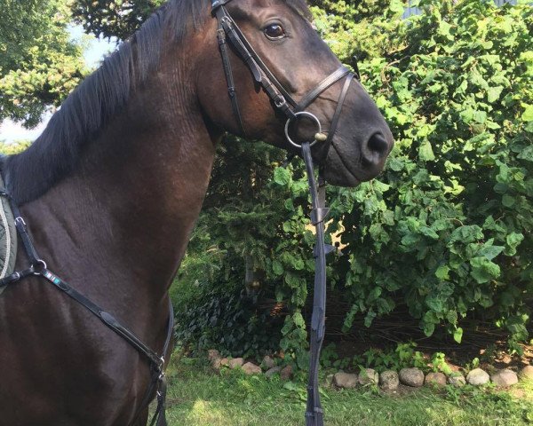horse Sidney H (Austrian Warmblood, 2011, from Sarkozy 3)
