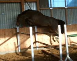 broodmare Carabella 10 (Holsteiner, 2009, from Caretino)