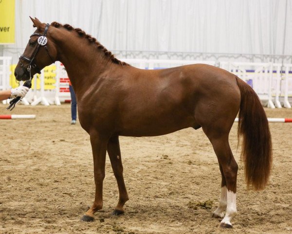 horse Damiani (German Riding Pony, 2015, from Dance Star AT NRW)