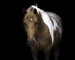 dressage horse Pauli Peppino (Lewitzer, 2013)