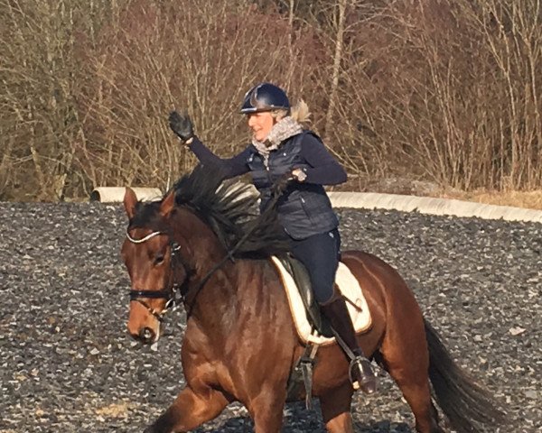 dressage horse Lord Lingh AB (German Sport Horse, 2012, from Lingh)