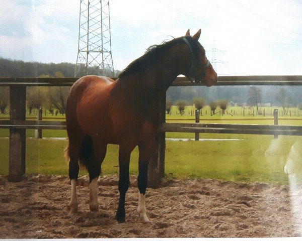 dressage horse Ferit Shaitan (Westphalian, 2000, from Friedenstraum)