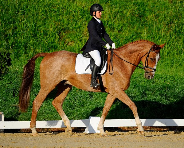 horse Di Caprio (Hanoverian, 1995, from Dynamo)