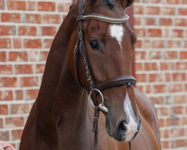 Dressurpferd Donaufalke F.S. (Trakehner, 2014, von Freudenfest)
