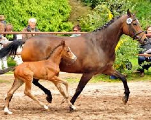 broodmare Donauopal (Trakehner, 2005, from Patmos)
