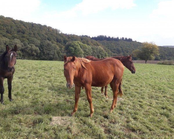 Pferd Larry (Hannoveraner, 2016, von Lauscher)