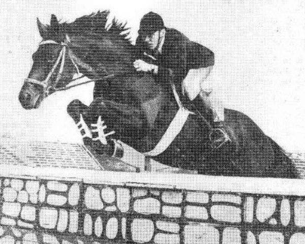 Stallone da monta Forpost 13 (Trakehner russo, 1978, di Faraon xx)