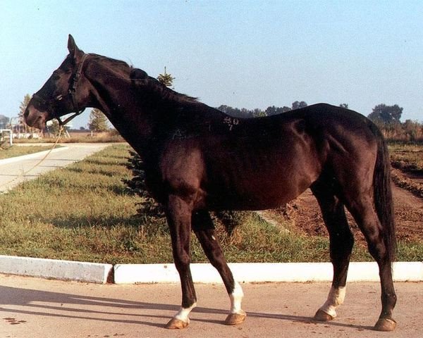 Deckhengst Sapad (Russisch Trakehner, 1981, von Prospekt) Deckhengst Sapad (Russisch Trakehner, 1981, von Prospekt)