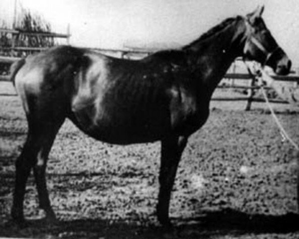 broodmare Spravka (Trakehner, 1945, from Creon 4035)
