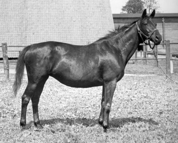 Zuchtstute Coralle (Trakehner, 1920, von Musterknabe)