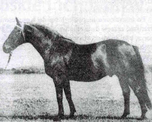 Deckhengst Jamajka (Trakehner, 1941, von Junker)