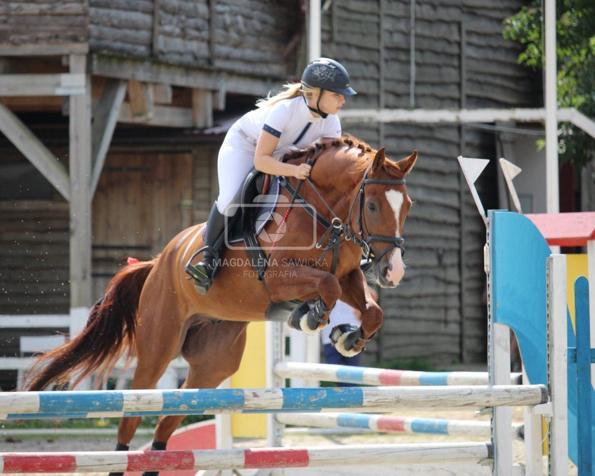 Cavallo Galliano (Mecklenburger, 2012, di Cecotto's As)