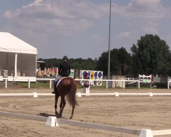 Reitturnier Melle-Ostenfelde 2018