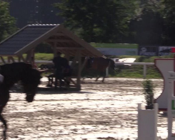 Reitturnier Melle-Ostenfelde 2018