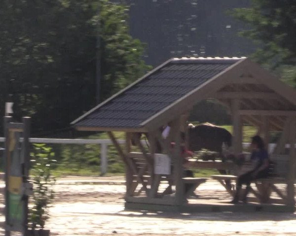Reitturnier Melle-Ostenfelde 2018