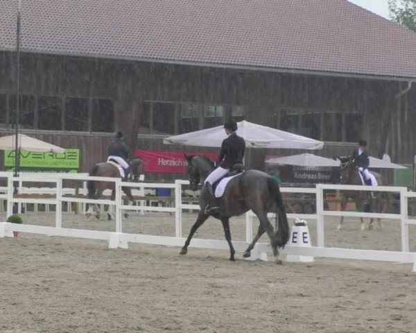 Reitturnier Pellheim-Gerblhof 2018
