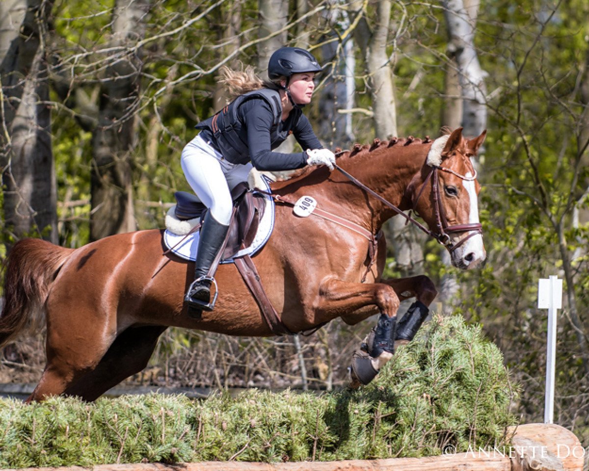 broodmare Quaterback's Quantera (Hanoverian, 2010, from Quaterback)