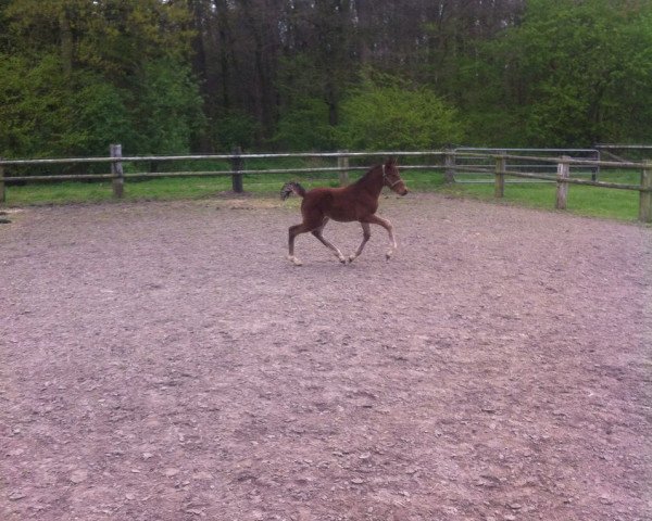 horse Paron (German Riding Pony, 2017, from Pitch Perfect)