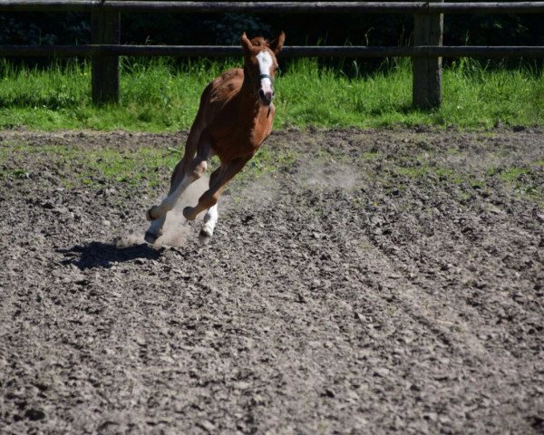 broodmare Princess (German Riding Pony, 2017, from Pitch Perfect)