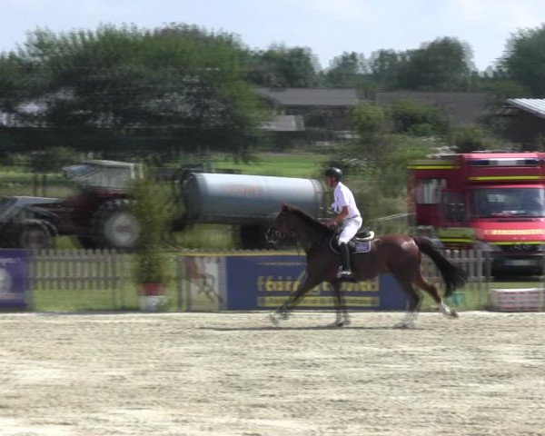Reitturnier Schülp / Rendsburg 2018