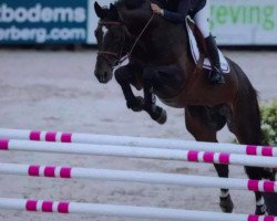 Dressurpferd Chester (KWPN (Niederländisches Warmblut), 2007, von Namelus R)