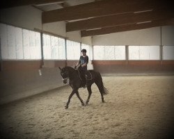 jumper Contesse La Belle (Westphalian, 2009, from Continus Grannus)