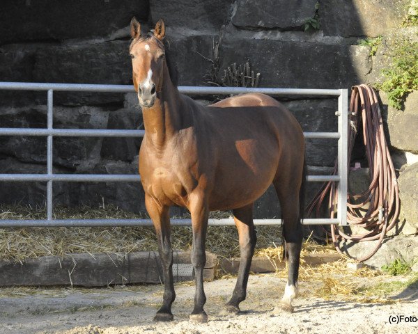 broodmare Lotte (Rhinelander, 2005, from Laudator xx)