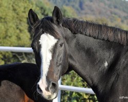 broodmare Black Pearl 44 (Holsteiner, 2006, from Quintero)