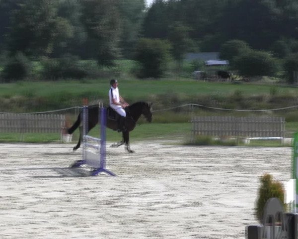 Reitturnier Schülp / Rendsburg 2018