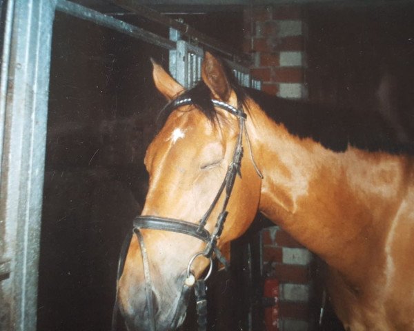 Pferd Lavigno 6 (Deutsches Sportpferd, 1997)