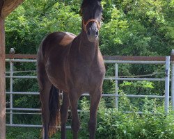 dressage horse Domino (Hanoverian, 2015, from Dubarry 41)