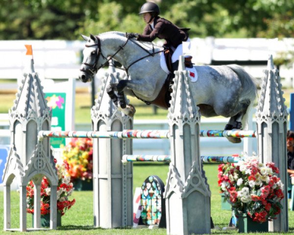 stallion Lord Fantasy Kwg (Swiss Warmblood, 2008, from Lord Lennox) stallion Lord Fantasy Kwg (Swiss Warmblood, 2008, from Lord Lennox)