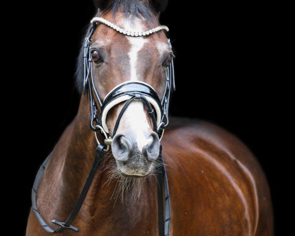 Springpferd Power of Magic 3 (Deutsches Reitpony, 2004, von Piccolo) Springpferd Power of Magic 3 (Deutsches Reitpony, 2004, von Piccolo)