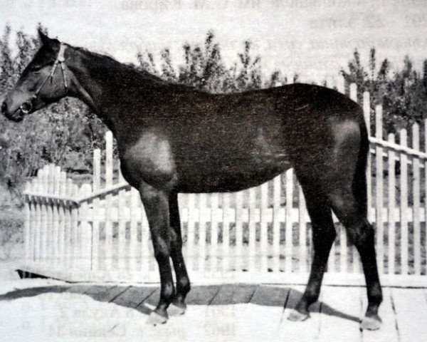 Zuchtstute Emal II (Russisch Trakehner, 1950, von Eifel ex Perkeo)