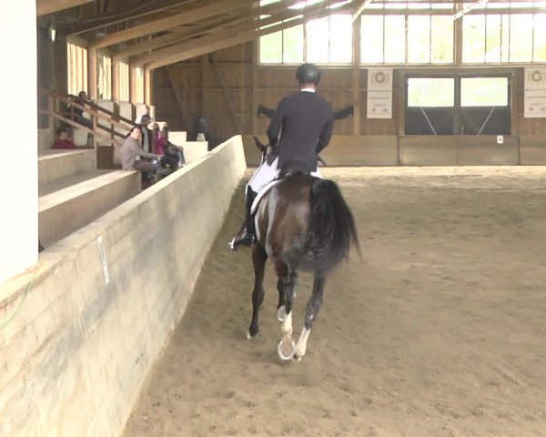 Reitturnier Pellheim-Gerblhof 2018