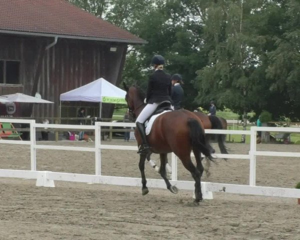Reitturnier Pellheim-Gerblhof 2018